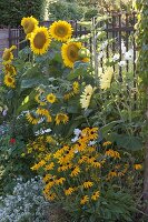 Helianthus annuus 'Sunrich Gold' Garden Statement '(Sunflowers)