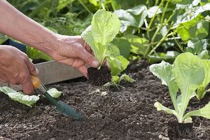 Endive salad in late summer plants