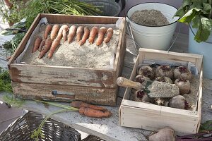 Carrots, carrots (daucus carota) and beetroot (beta vulgaris)