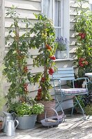 Tomaten (Lycopersicon) im Kübel , unterpflanzt mit Basilikum