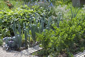 Mixed culture in organic gardens