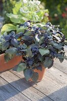 Basil 'Wild Purple' (Ocimum canum x Basilicum) in a clay pot