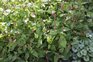 Polygonum amplexicaule 'Atropurpureum'-Kerzen-Knöterich, Schlangen-Knöterich