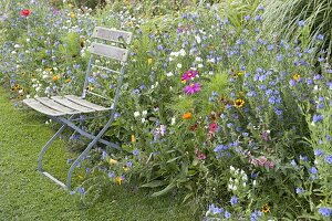 Summer discounts with annual summer flowers