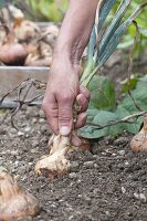 Harvesting onions and braising onion braids