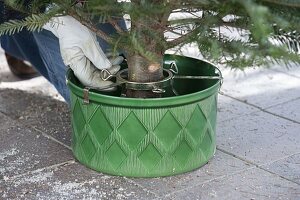 Christmas tree placed in stand and decorated