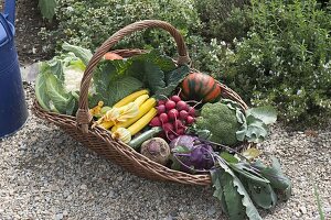 Willow basket with freshly harvested vegetables