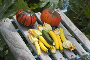 Stuhl mit frisch geernteten Zucchini und Kuerbissen (Cucurbita) im Beet