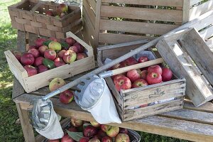 Apple harvest: freshly picked apples (Malus)