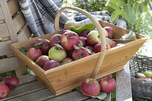 Apfelernte: frisch gepflückte Äpfel (Malus) in Korb