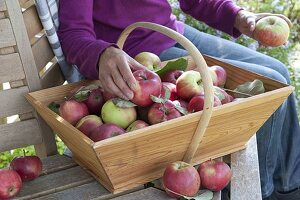 Apfelernte: Frau legt frisch gepflückte Äpfel (Malus) in Korb