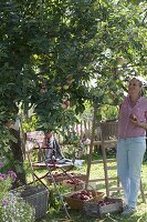 Woman at the apple harvest