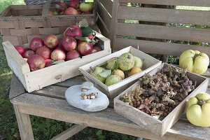 Autumn harvest: apples (Malus), hazelnuts (Corylus), pears, nashi