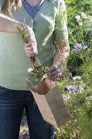 Harvesting seeds of ornamental corollas