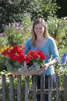 Gift basket with geraniums