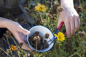 Woman harvesting seeds of Calendula (marigolds)