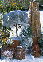 Gehölze mit Ballenschutz im Freien überwintern: Rhododendron, Pyracantha, Rose