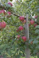 Apfelbaum (Malus), Äste mit schwerem Fruchtbehang mit Latte abgestützt