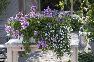 Box with Pelargonium peltatum 'Blue Blizzard', Bacopa