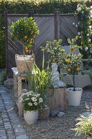 Gravel terrace with citrus and lemon grass