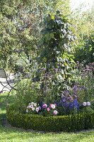 Black climbing bean 'Blauhilde' (Phaseolus) on climbing frame in round bed