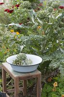 Artichoke harvest in organic garden