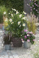 Gravel terrace with Dahlia 'Schneeweißchen', 'Dahlietta pink'