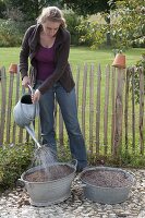 Planting rusted-through zinc trays