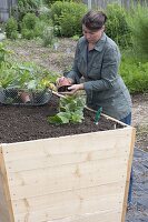 Building a raised bed from boards