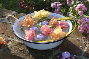 Flowers of Gladiolus (gladiolus) and grass float