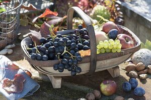 Korb mit frisch geernteten Weintrauben (Vitis vinifera), Äpfeln