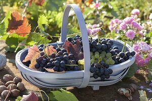 Frisch geerntete Weintrauben (Vitis vinifera) im Korb