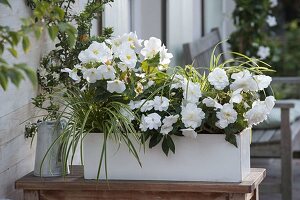 Weisser Kasten mit Begonia 'New Star White' (Knollenbegonien), Impatiens