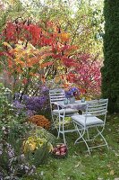 Beet mit Rhus typhina (Essigbaum) in Herbstfärbung, Aster (Herbstastern)