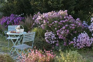 Sitzplatz an herbstlichem Beet mit Aster (Herbstastern), Cotoneaster