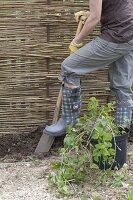 Hopfen an selbstgemachter Sichtschutzwand im Biogarten