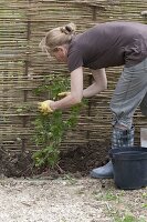 Hops on self-made screen wall in organic garden