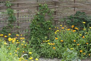 Hopfen an selbstgemachter Sichtschutzwand im Biogarten