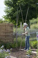 Putting up a bean tent of runner beans