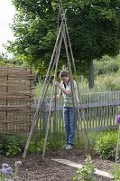 Putting up a bean tent made of runner beans