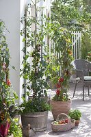 Tomato planting in wooden tubs
