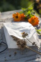 Samen von Calendula (Ringelblumen) in Tüte aus Butterbrotpapier sammeln