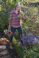 Young woman with basket full of freshly picked apples (Malus) is picking