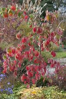 Cornus nuttallii (Nuttalls Blüten-Hartriegel) in Herbstfärbung