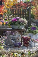 Metal bowl with Calluna Garden Girls