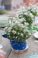 Unusual table decoration with Leontopodium nivale (edelweiss)