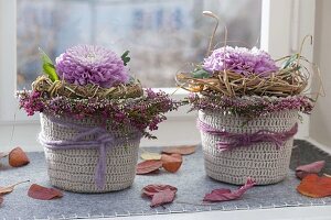 Single flowers of Chrysanthemum (Autumn Chrysanthemum) in wreaths