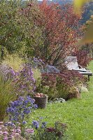 Herbstbeet mit Apfelbaum, Felsenbirne und Stauden