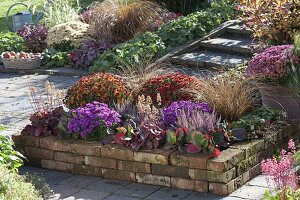 Terrassen-Beet aus Ziegelstein mit Aster dumosus 'Amethyst' (Kissenaster)