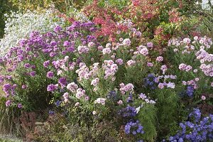 Autumn bed with asters and peonies